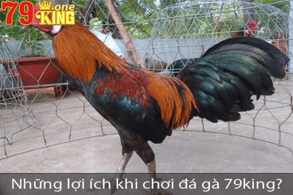 Đá gà 79king - Sân chơi uy tín hàng đầu Việt Nam