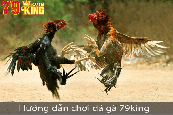 Đá gà 79king - Sân chơi uy tín hàng đầu Việt Nam